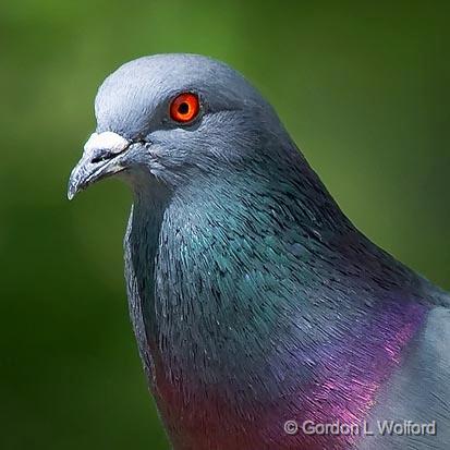 Pigeon Portrait_48558crop.jpg - Rock Pigeon (Columba livia), or Rock DovePhotographed in Ottawa, Ontario - the Capital of Canada.